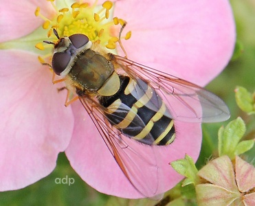 Syrphus torvus, female, hoverfly, Alan Prowse